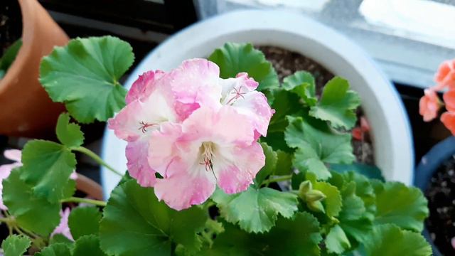 제라늄/버뮤다랜디 꽃잎이 너무 약해요 솜사탕처럼.. смотреть онлайн