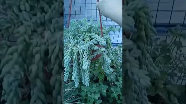 Очиток "Моргана" прост в уходе и необычный вид! смотреть онлайн