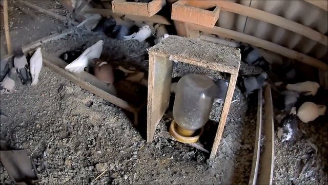 Уборка в голубятне. Показываю весь процесс с пояснениями от А до Я. Как и Когда убирать в голубятне смотреть онлайн