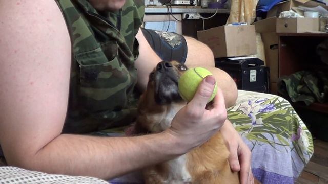 Мурчащая собака смотреть онлайн