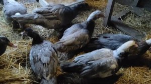 Индоутки. Отселять ли селезня от уток при насиживании утками яиц. Утята с уткой в общем стаде.