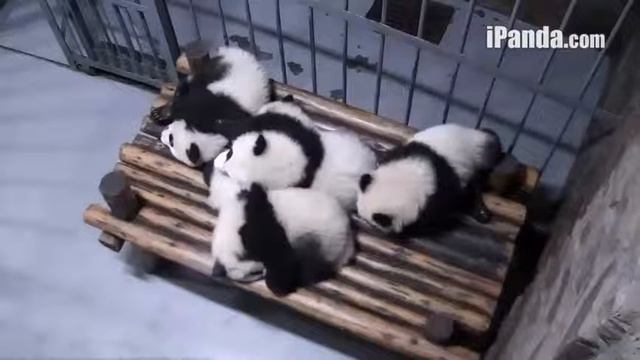 Panda cub-Bed time story[4]2/24/14 смотреть онлайн