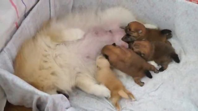 Мы стараемся, растем! Щеночки шпица 10 дней. смотреть онлайн