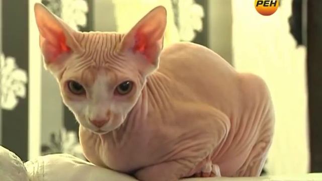 Любимчик. Канадский сфинкс смотреть онлайн