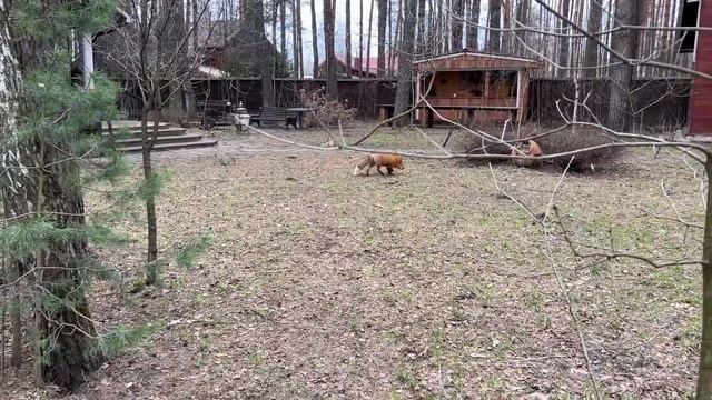 Алиса - лиса. 9 минут утреннего общения смотреть онлайн