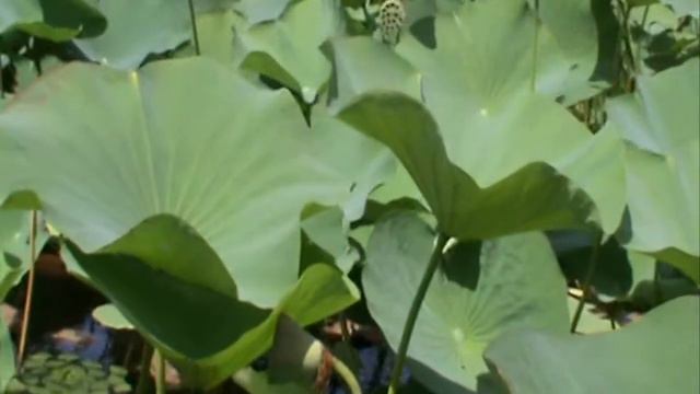 Я и лотосы смотреть онлайн