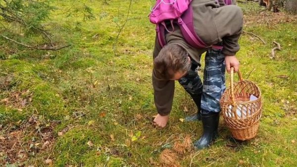 Грибной батл Сбор грибов 2023 ЛенОбл Наши озёра https://dzen.ru/video/watch/650d2b92008c6320a2be15b