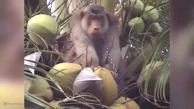 Unbelievable Moments of Animal Genius Caught on Camera смотреть онлайн
