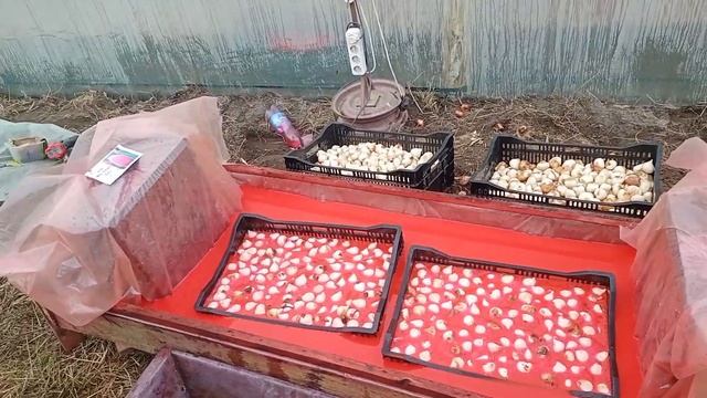 Выгонка тюльпанов к 8 марта и 14 февраля посадка тюльпанов в теплицу ТЮЛЬПАНЫ БЕЛАРУСЬ 2022 смотреть онлайн