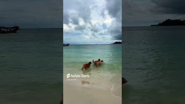 Не смогла их остановить …😱#taiestate #dog #swimming #funny #vlog смотреть онлайн