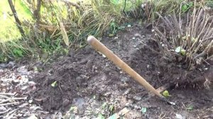 Как выкорчевать 15-летний куст смородины в одиночку. Кострома.2019г.