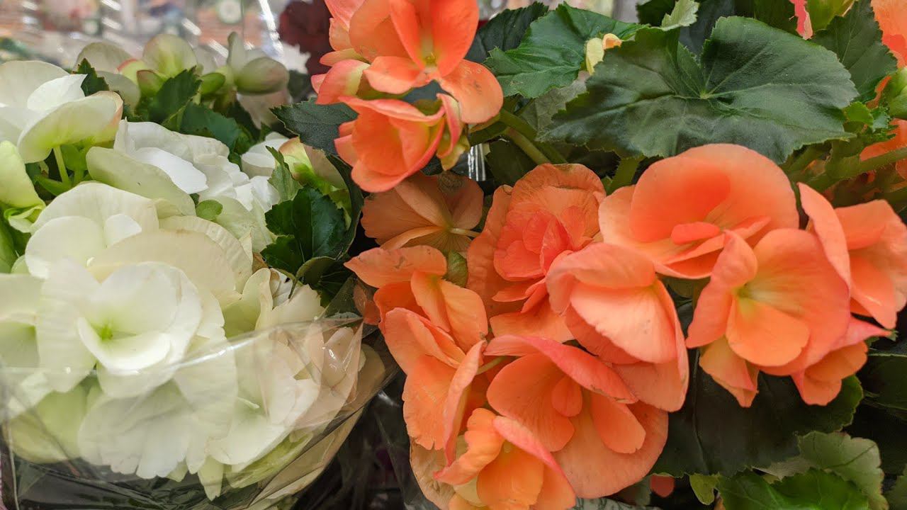 АШАН. Отличные Гортензии,много Клематисов,Сирень.... Мои покупки. смотреть онлайн