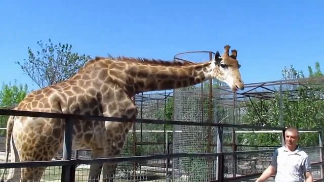 Парк львов "Тайган" в Крыму. смотреть онлайн