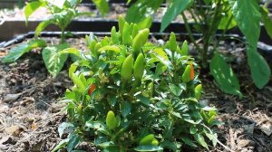 Выращивание острых перцев. Перцы в открытом грунте