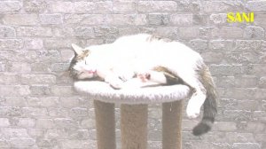 Приколы и фейлы с нашими домашними животными 4: Мишка посвятил песню Соне / SANI vlog