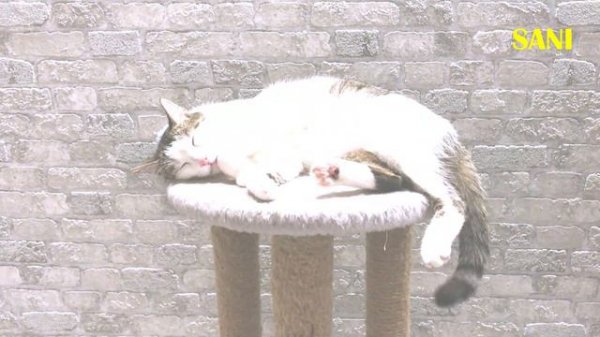 Приколы и фейлы с нашими домашними животными 4: Мишка посвятил песню Соне / SANI vlog