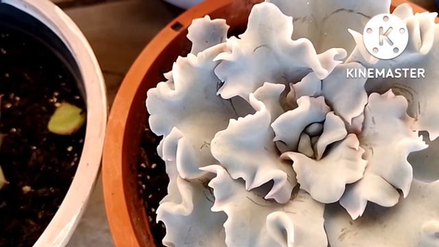 Echeveria Beatrice@ plantando com amor смотреть онлайн
