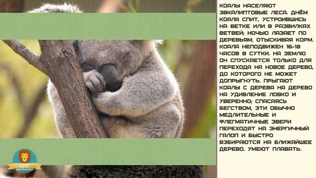 Мир малышам. Коала смотреть онлайн