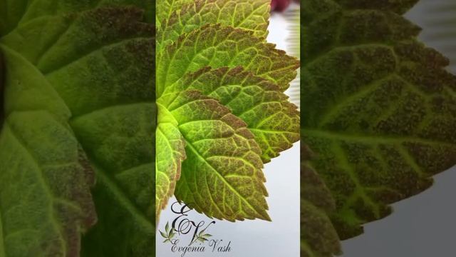 букетики ГОРТЕНЗИЙ для маленькой МОДНИЦЫ❤️новый МК уже на Бусти и в вконтакте, ссылки в 1 коммент.❤ смотреть онлайн