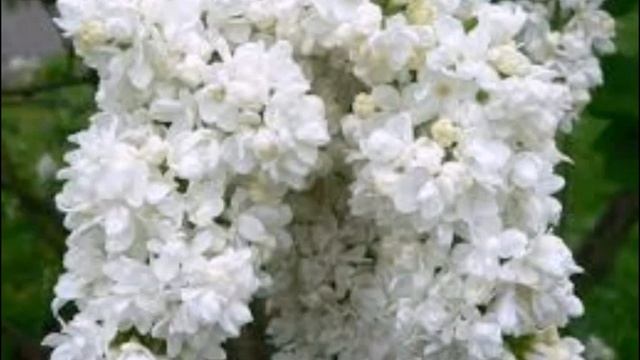 Стану веткой Персидской Сирени... смотреть онлайн