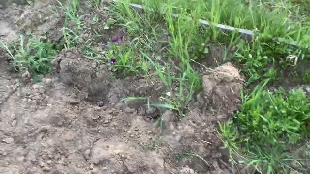 Дачные работы в жаркий день.?Посадила капусту.???Ханты-Мансийск, 3 июня 2023. смотреть онлайн
