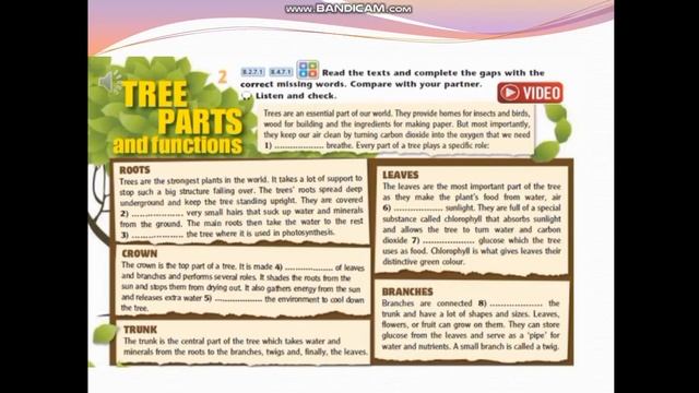 Tree parts and functions. grade 8. смотреть онлайн