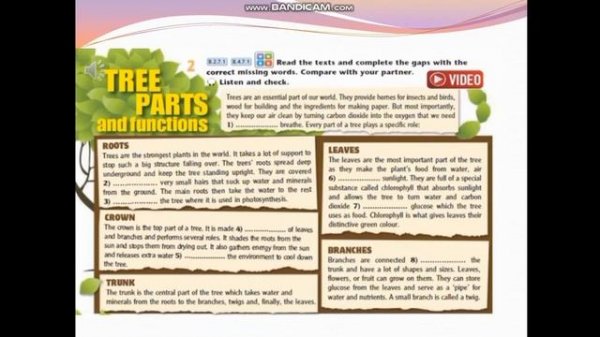 Tree parts and functions. grade 8.