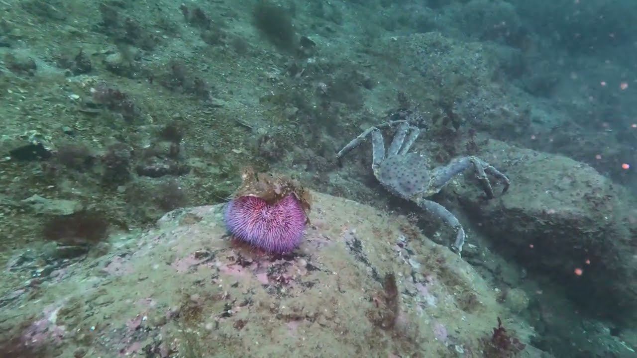 Лиинахамари. Северное чудо. Краб- хозяин морей смотреть онлайн