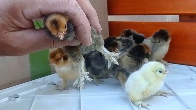 Очаровательные суточные #цыплята и их родители Павловские куры, #Pavlovskie_chickens, Baby chicken смотреть онлайн
