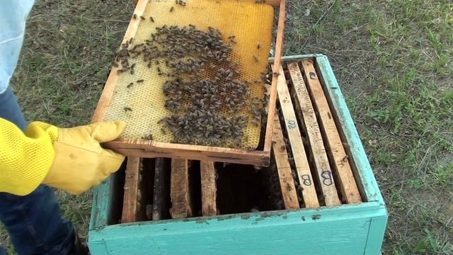 Как поймать пчёл в пустой улей. Первый рой 2021 с доставкой на дом