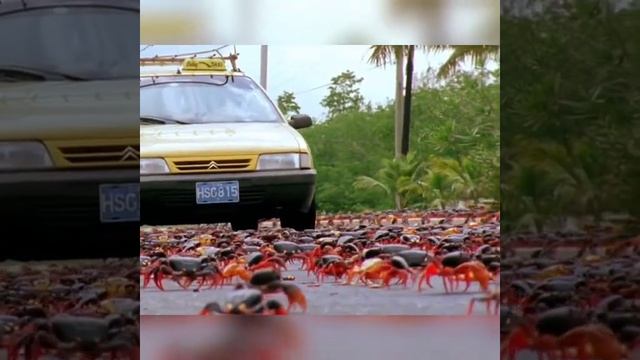 Миграция крабов. Интересные факты #shorts смотреть онлайн