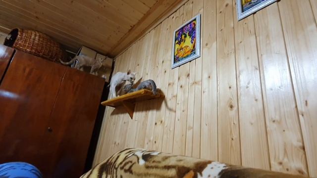 Мои котики девон рекс,игрушка для котов своими руками)Вязка котов как это происходит?)))??????????? смотреть онлайн