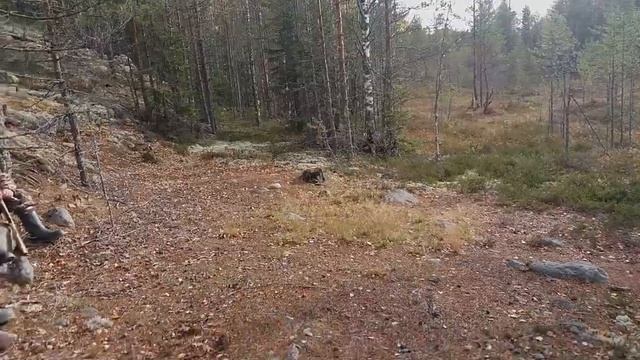 Порхалище или купальница глухаря смотреть онлайн