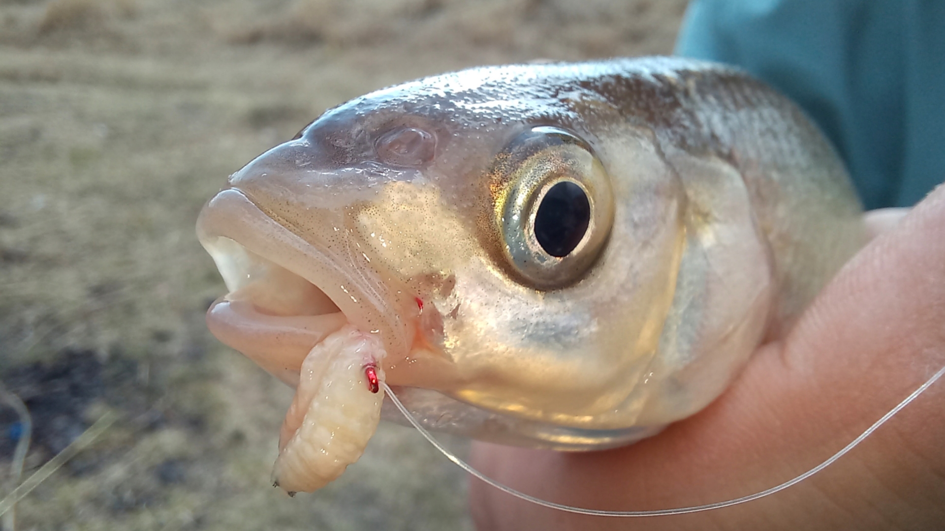 ЛОВЛЯ ЕЛЬЦА ВЕСНОЙ!!! В МУТНОЙ ВОДЕ. НА МАЛОЙ РЕКЕ!