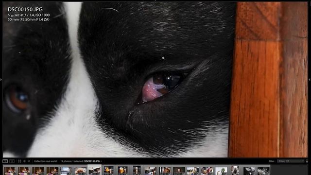 Sony FE 50mm F/1.8 Lens Vs FE 50mm F/1.4 Zeiss Lens Review - $250 Vs $1500??