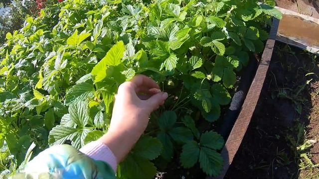 ДАЧА: 4 сентября 2021г. Погода шепчет #дача #влог #8соток #6соток смотреть онлайн