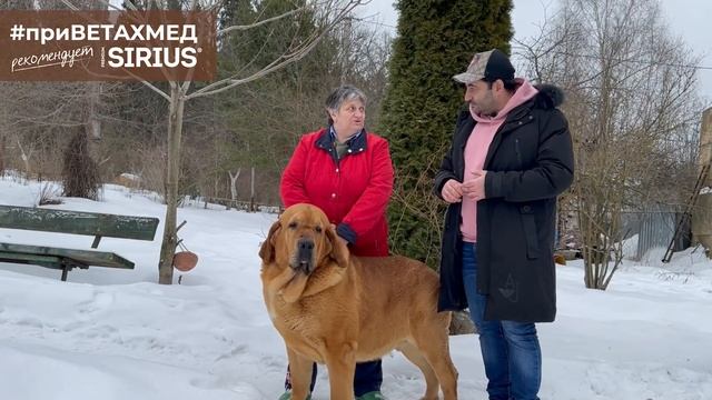 Секреты породы. Испанский мастиф // #ПриВЕТАхмед смотреть онлайн