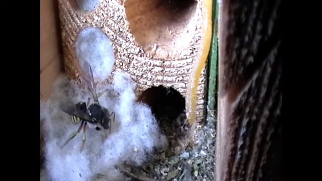 Пчела-шерстобит Anthidium sp. Wool carder bee смотреть онлайн