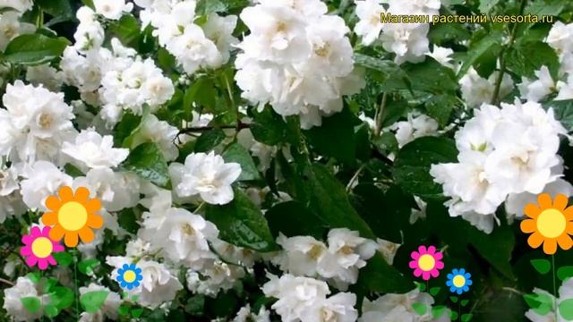 Чубушник гибридный Букет Бланк. Краткий обзор, описание philadelphus hybridа Bouquet Blanc смотреть онлайн
