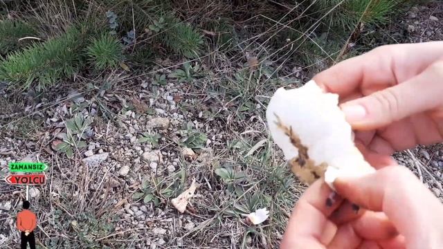 KAYPAK MANTARI NERELERDE YETİŞİR VE NASIL TÜKETİLİR смотреть онлайн