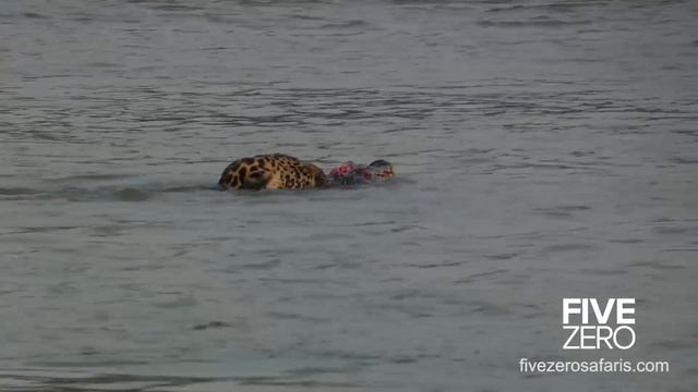 Jaguar Kills Massive Crocodile - The Sighting that Kept on Giving смотреть онлайн