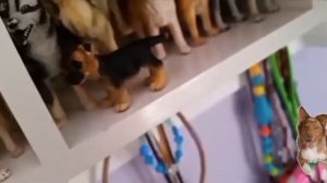 МОЯ КОЛЛЕКЦИЯ SCHLEICH/collecta/сафари