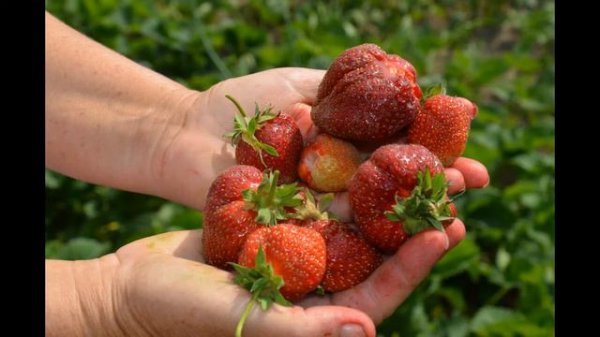 СЕРДЦЕ ЗЕМЛИ МОЕЙ Беларусь