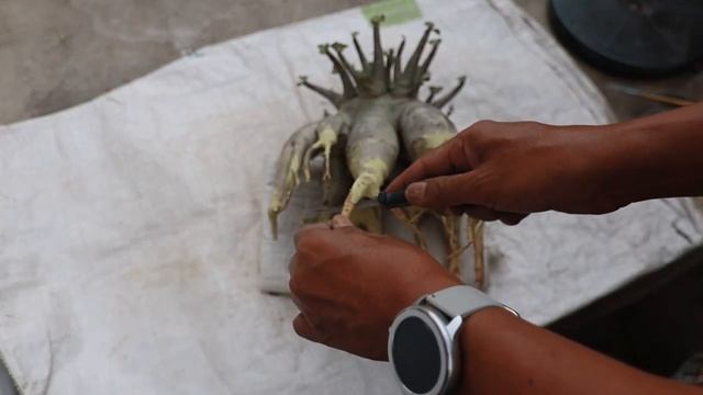 Adenium Arabicum BLACK SKIN, Repotting, Pruning, Root Selection, Change Planting Medium, DESERT ROS смотреть онлайн