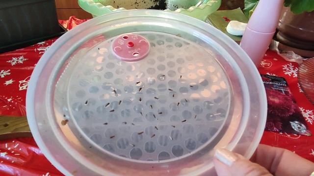 СЕЮ КИТАЙСКУЮ АСТРУ ХРИЗАНТЕЛЛУ! Всхожесть всегда Отличная!