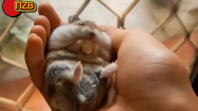 Приколы ,ржач до слез .Животные отжигают.Смотреть всем!!(HoTLoL2015)