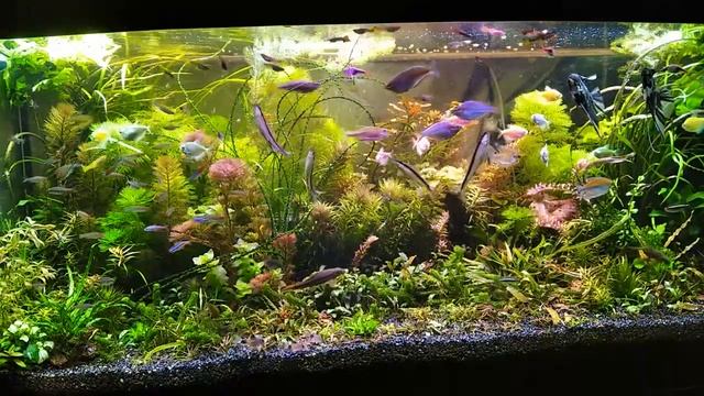 Аммиак, аммоний, нитрит в аквариуме. Что это такое и как с этим бороться? смотреть онлайн