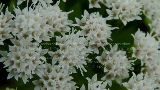 Top 10 Most Deadliest Plants In The World!!! / Dangerous Plants смотреть онлайн