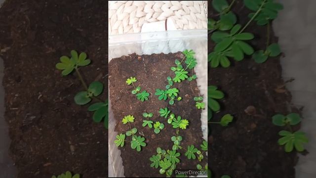 Мимоза Стыдливая. Выращивание из семян в домашних условиях. Мой опыт. Март 2023г. смотреть онлайн