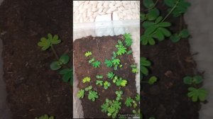 Мимоза Стыдливая. Выращивание из семян в домашних условиях. Мой опыт. Март 2023г.